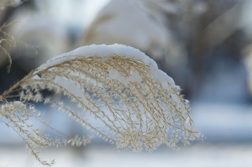 frozen  winter  ice