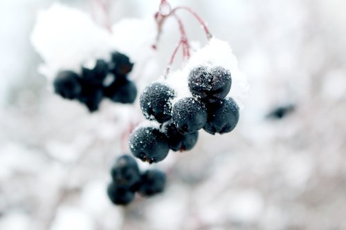frozen  grapes  winter