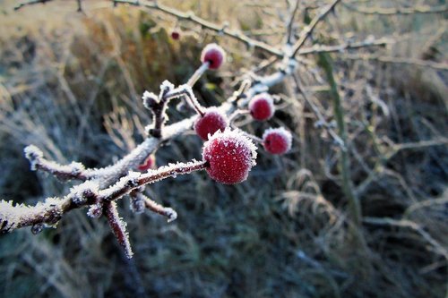 frozen  berries  red