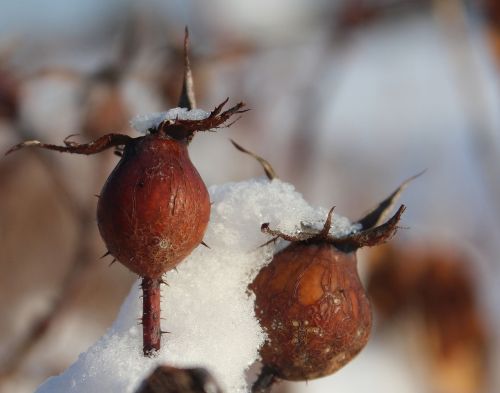 frozen buds winter
