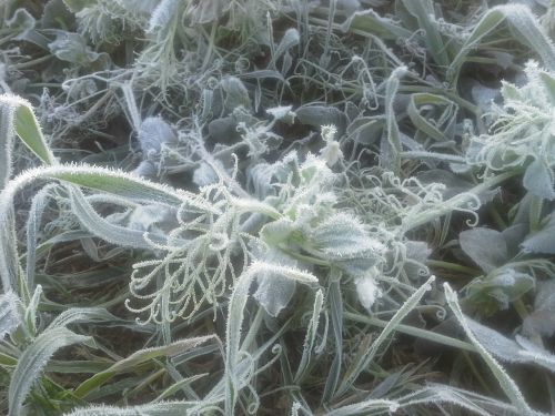 frozen frost snow crystals