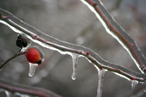 frozen branch winter ice