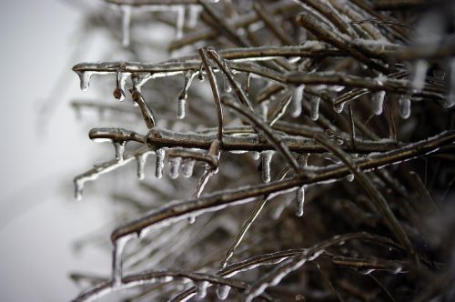 frozen branch winter ice