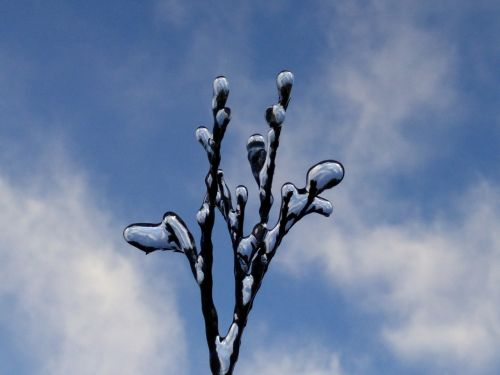 frozen branch sky frost