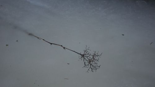 frozen branch spring ice stuck in the