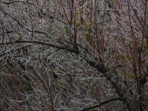 frozen branches tree autumn