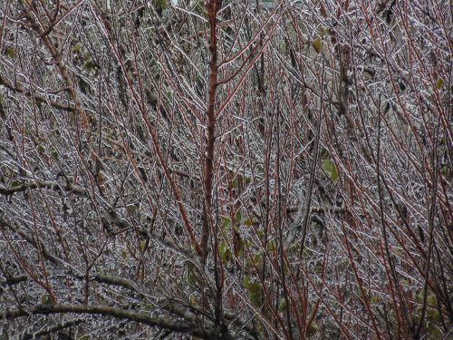 frozen branches tree autumn