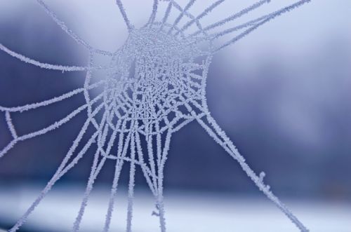 Frozen Cobweb