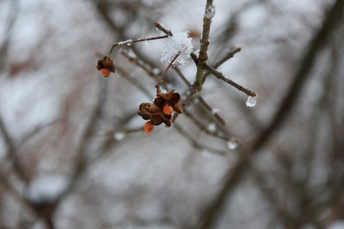 frozen fruit  branch  winter