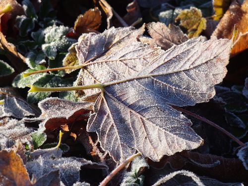 frozen leaves frost frozen