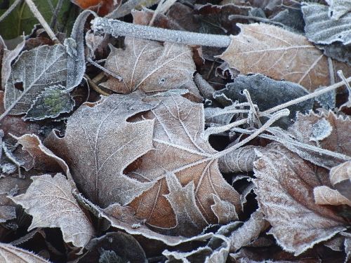 frozen leaves maple leaves frost