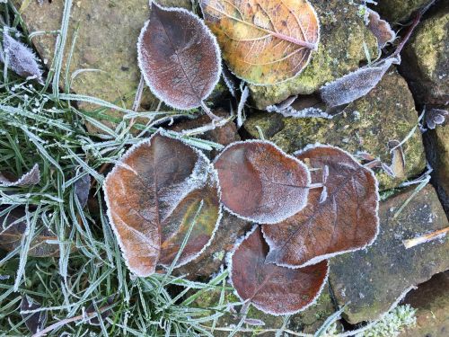 frozen leaves winter jelly