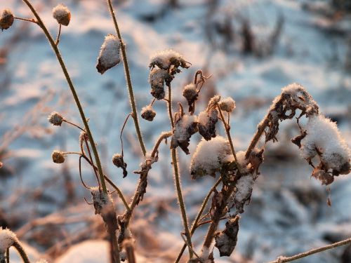 frozen plants plants winter