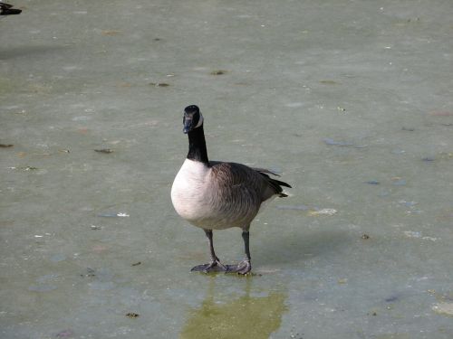 Frozen Pond