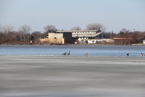 frozen river  birds on frozen river  winter river scene