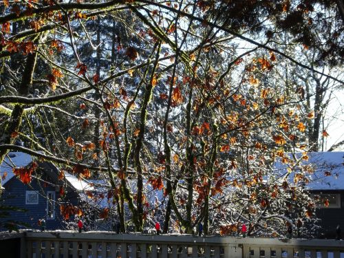 Frozen Trees