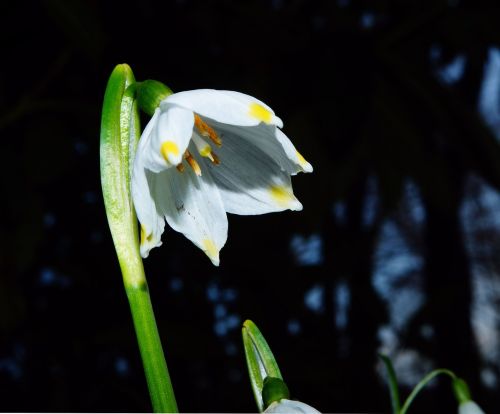 fruehlingsknotenblume snowflake blossom