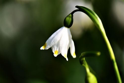 fruehlingsknotenblume plant white