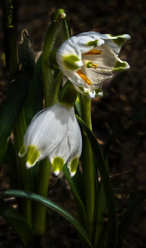 fruehlingsknotenblume snowflake spring flower