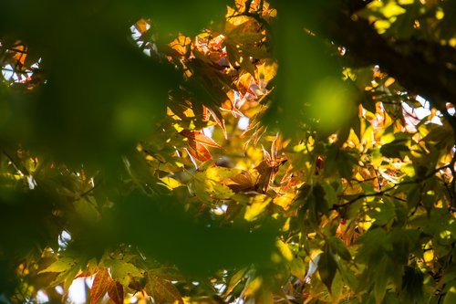 frühherbst  leaves  autumn