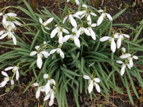 frühlingsblüher snowdrop close