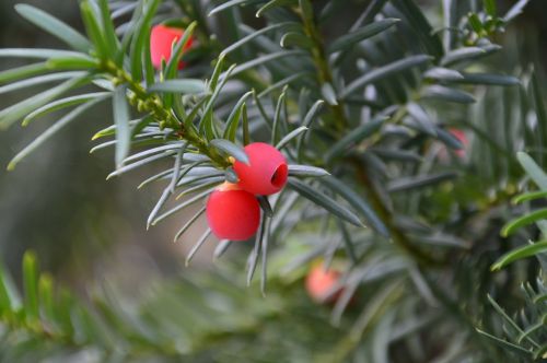 fruit juniper autumn