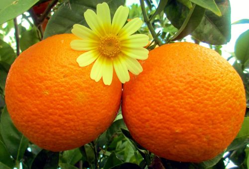fruit orange food