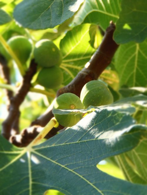 fruit fig fig tree