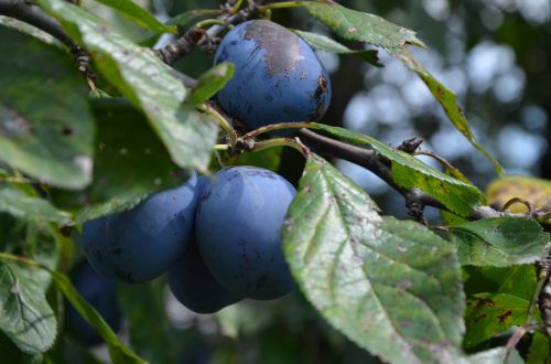 fruit plums branch