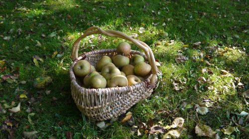 fruit apples basket