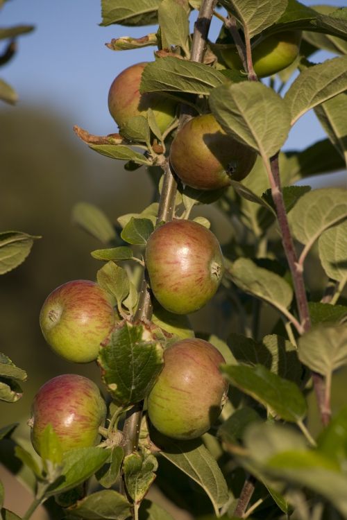 fruit apple picking