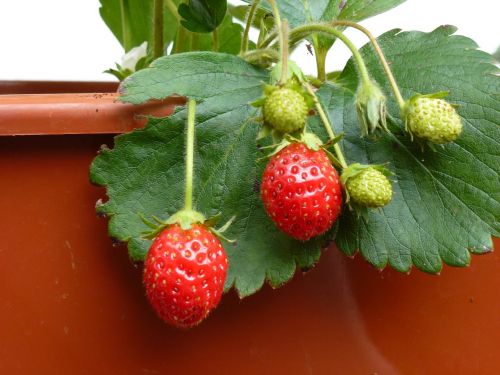 fruit strawberry red fruits