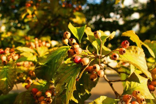 fruit wood park