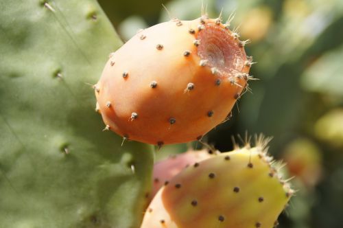 fruit cactus prickly pear