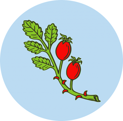 fruit herb hip