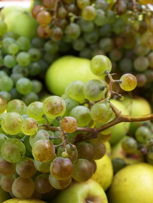 fruit autumn grapes
