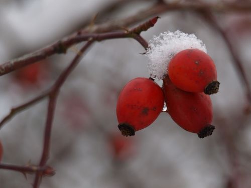 fruit wild rose red