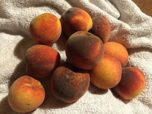 fruit peaches towel