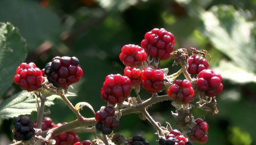 fruit blackberry fruits