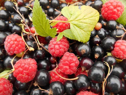 fruit raspberries blackcurrants