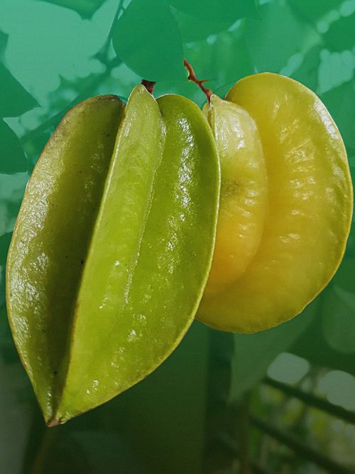 fruit philippine fruit star fruit