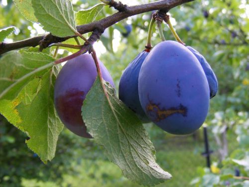 fruit plums garden