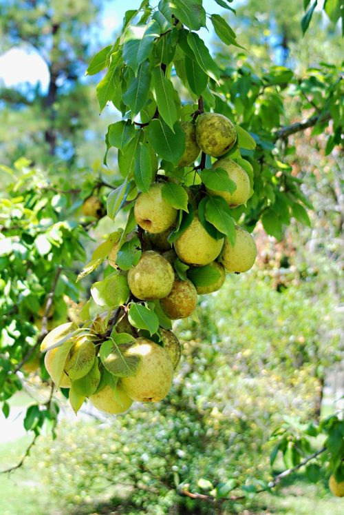 fruit pears freshness