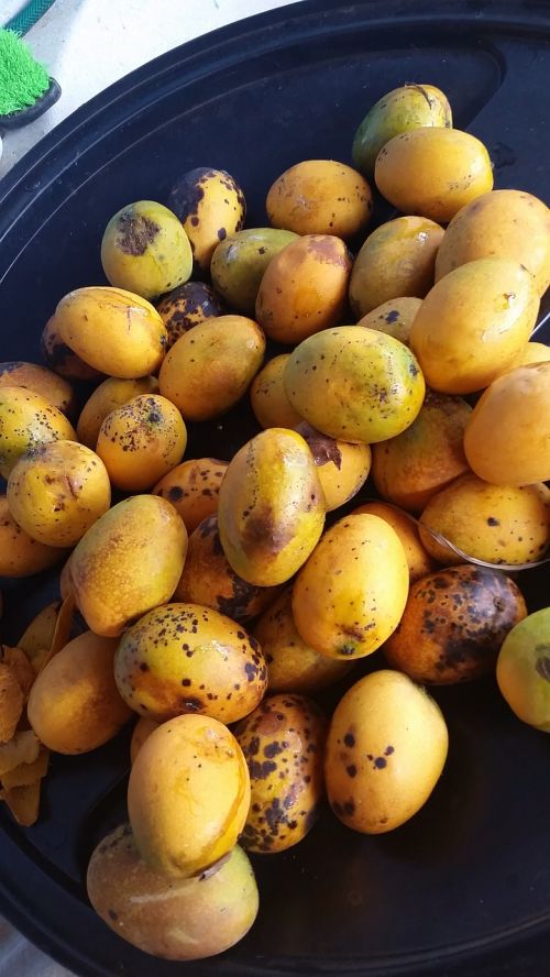 mango fruit manga