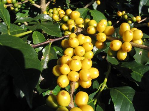 fruit yellow coffee