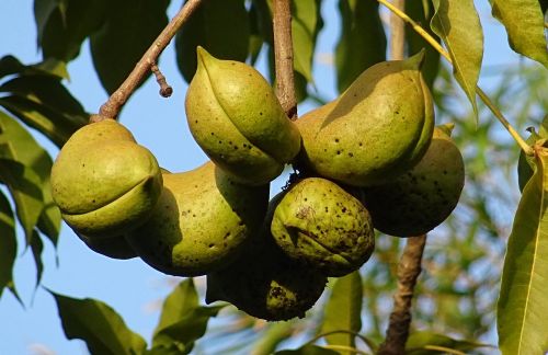 fruit seed pod sterculia foetida