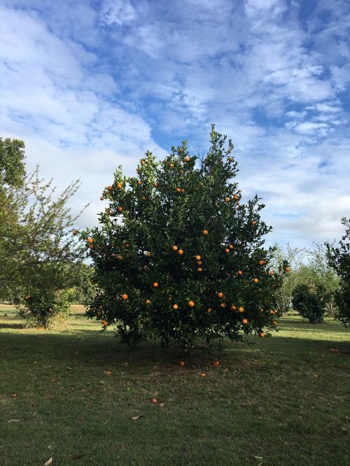 fruit oranges tree