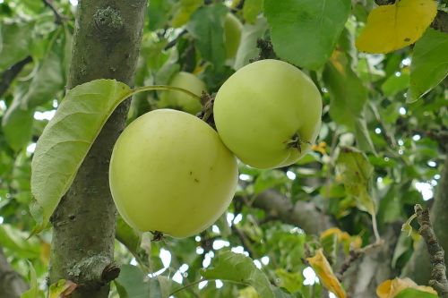 fruit apple couple