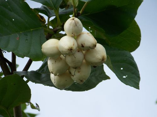 fruit tropic white