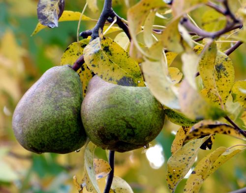 fruit pears food
